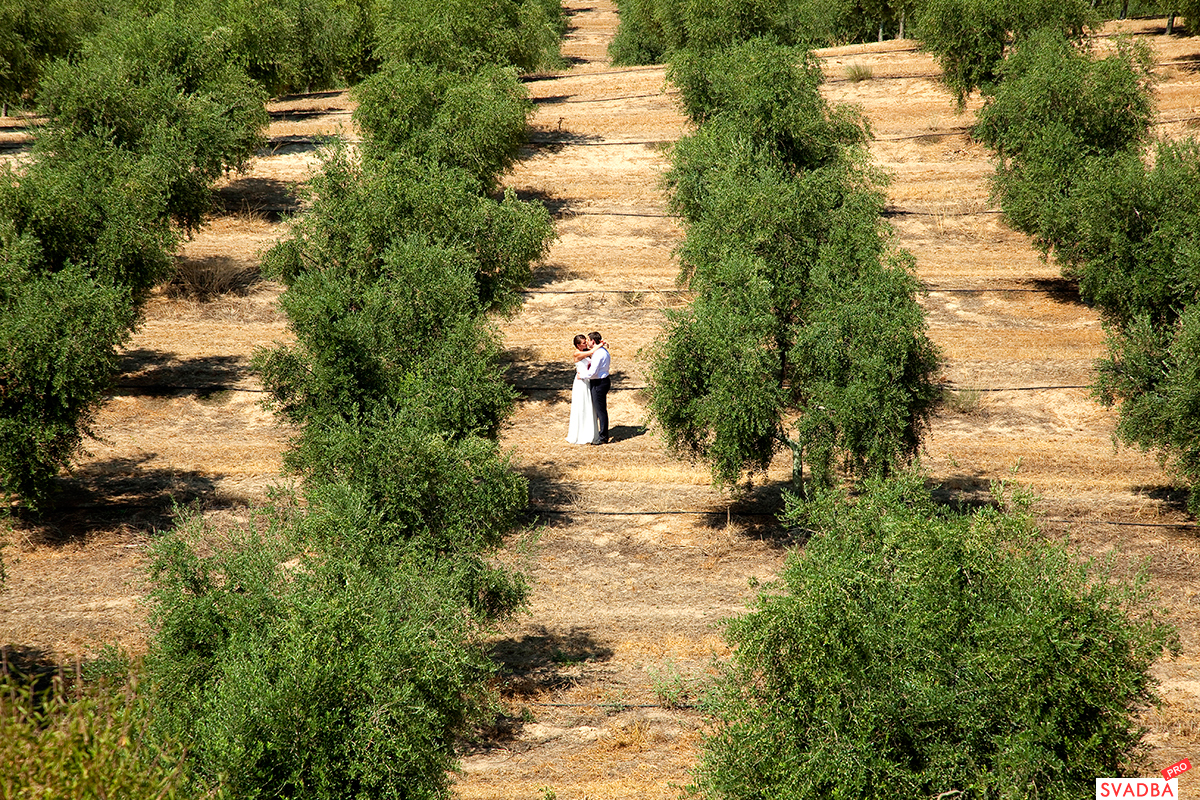 Прогулка в оливковой роще